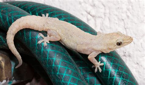 Hpuse gecko
